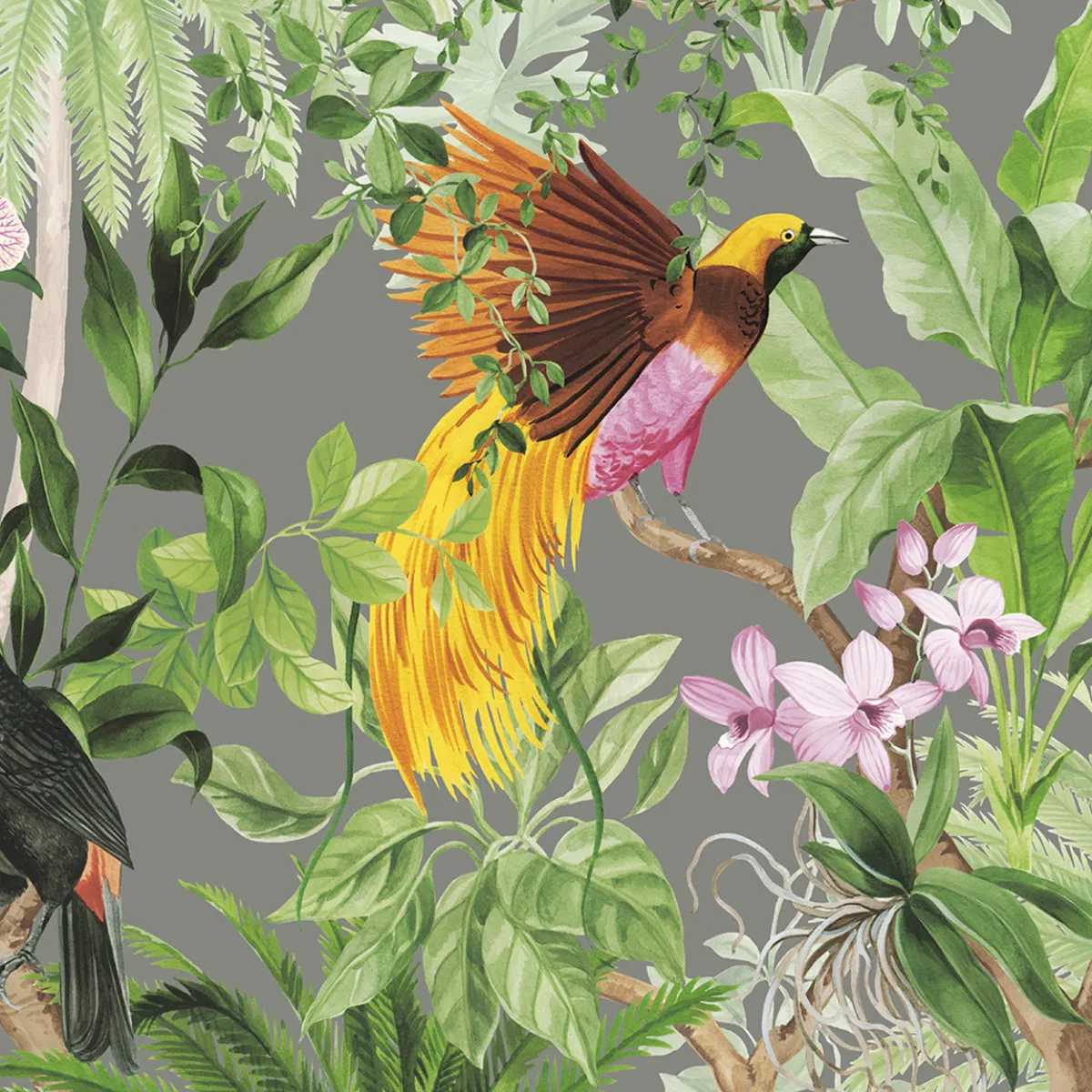 4265-harry-grace-peel-stick-tropical-bird-grey-wallpaper-1.webp